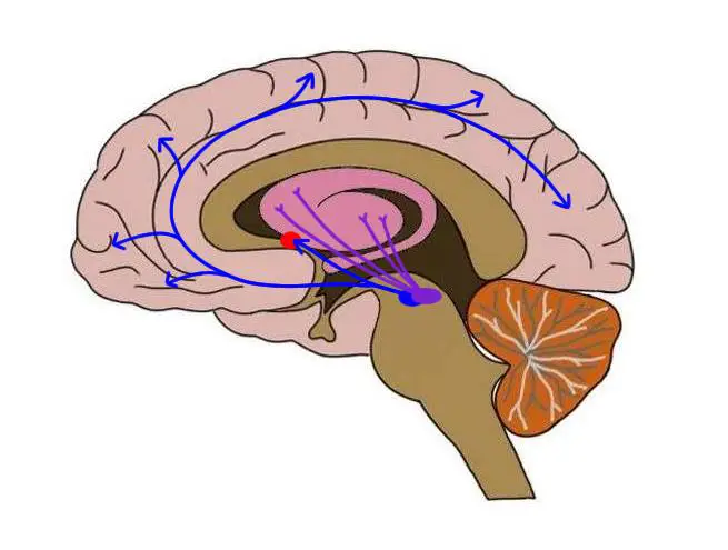 By Marc Dingman. Dopamine pathways in the brain. The blue lines extend from the ventral tegmental area to the nucleus accumbens (red dot) to illustrate the mesolimbic dopamine pathway. Another blue line extends from the ventral tegmental area to the cerebral cortex, making up the mesocortical dopamine pathway. The purple lines represent the nigrostriatal dopamine pathway, which extends from the subdstantia nigra to the striatum.